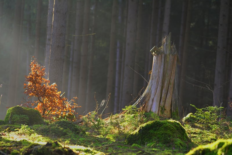 Enchanted Sagas